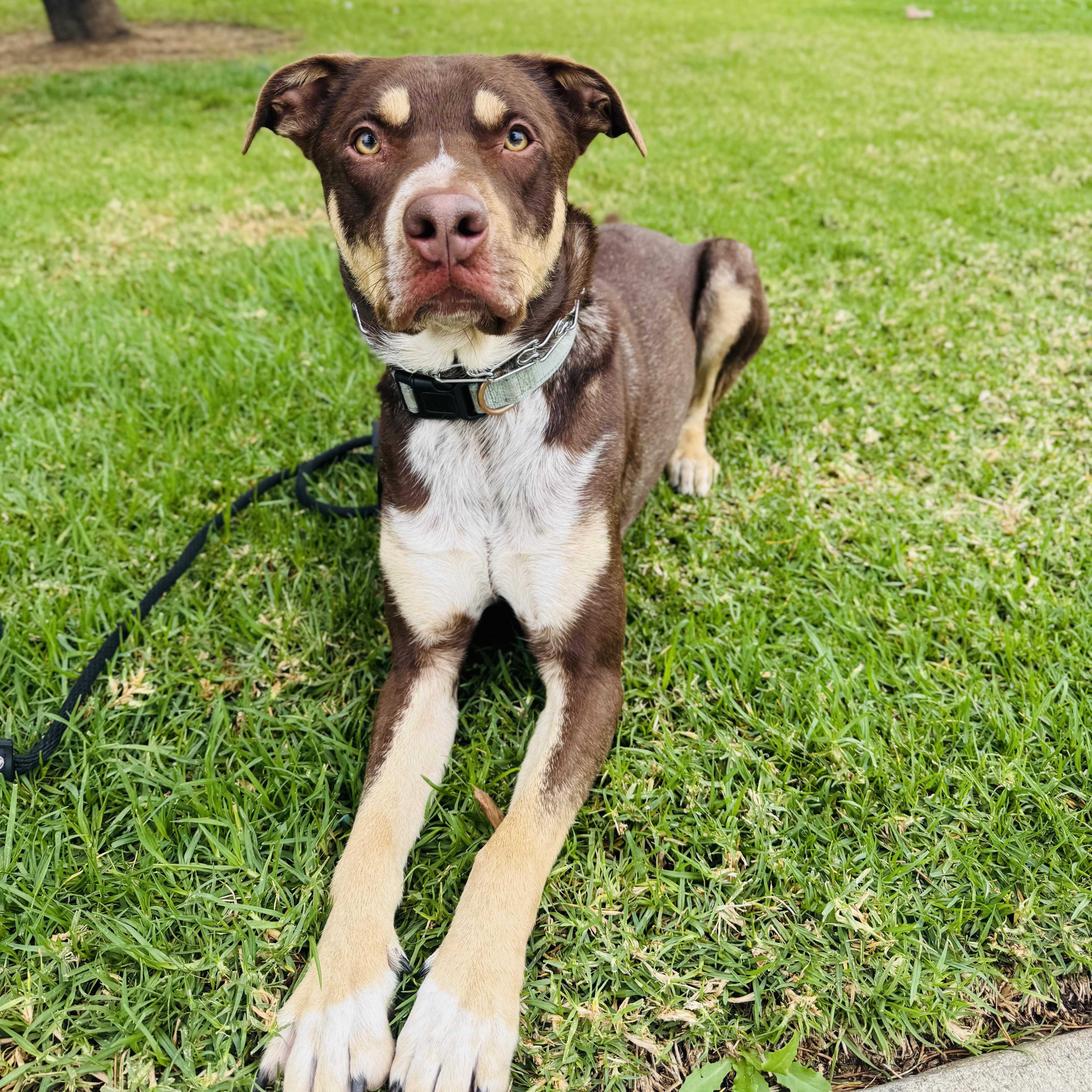 Calvin, ADOPTABLE, Young Male Australian Kelpie.