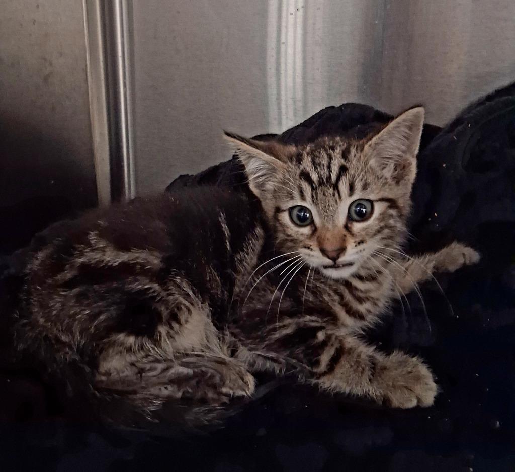 Stormy, Adoptable, Kitten Male Domestic Short Hair.