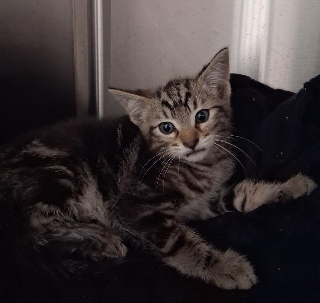 Enlarge Stormy, a Adoptable mixed breed in Seguin, TX image 2/3