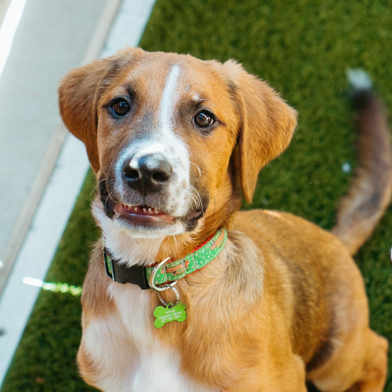Bruin, Baby Male Mixed Breed