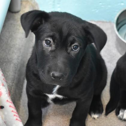 Enlarge Beverly, an adopted mixed breed in Flagstaff, AZ image 2/2