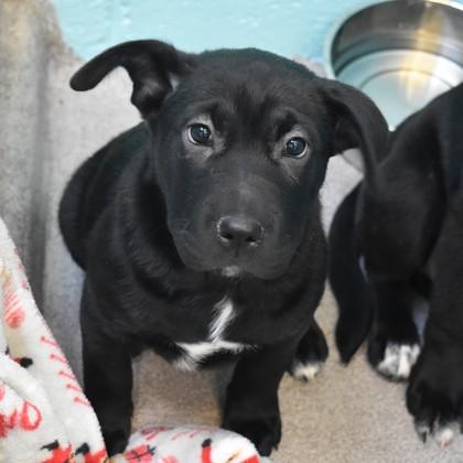 Enlarge Beverly, an adopted mixed breed in Flagstaff, AZ image 1/2