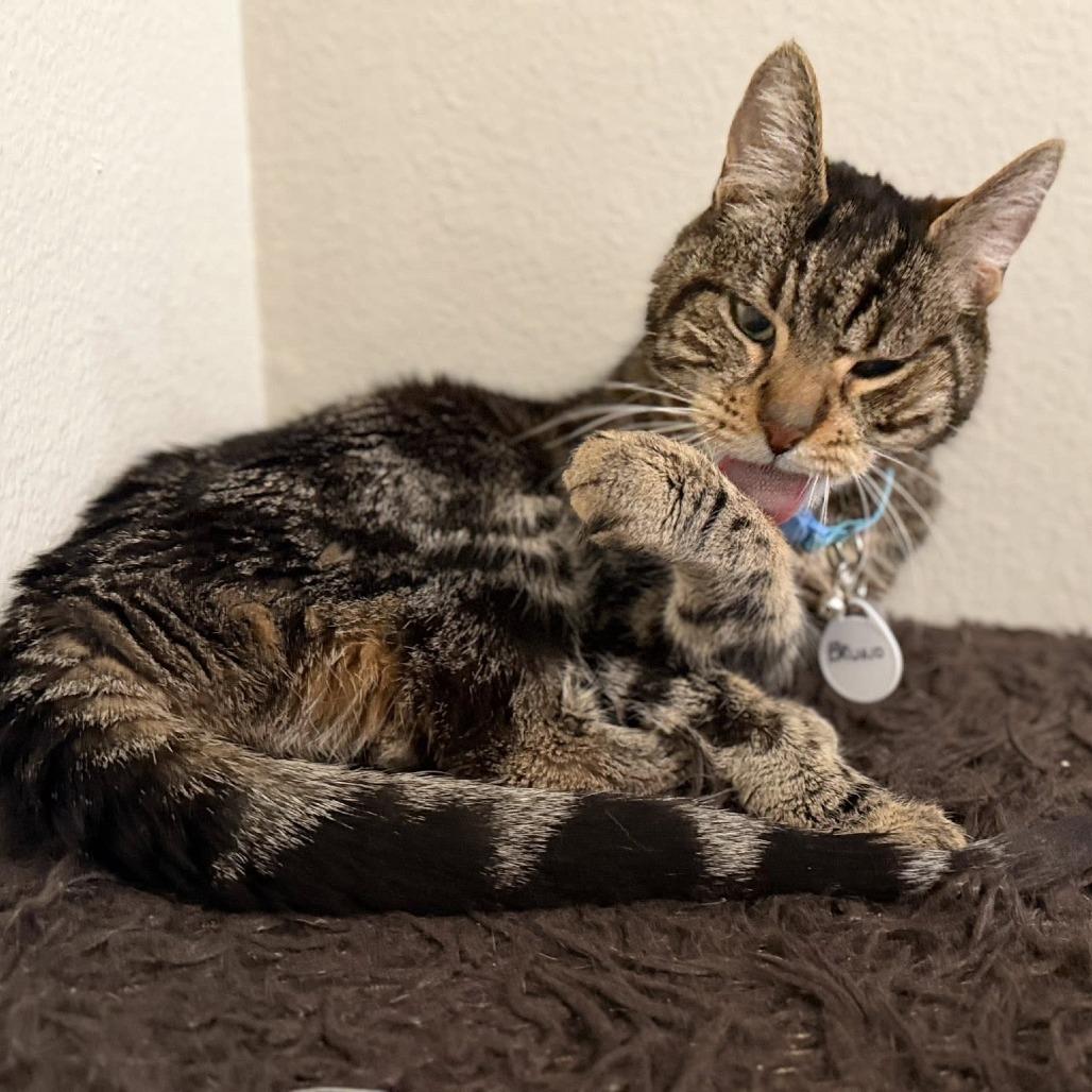 Bruno — thumbnail 3