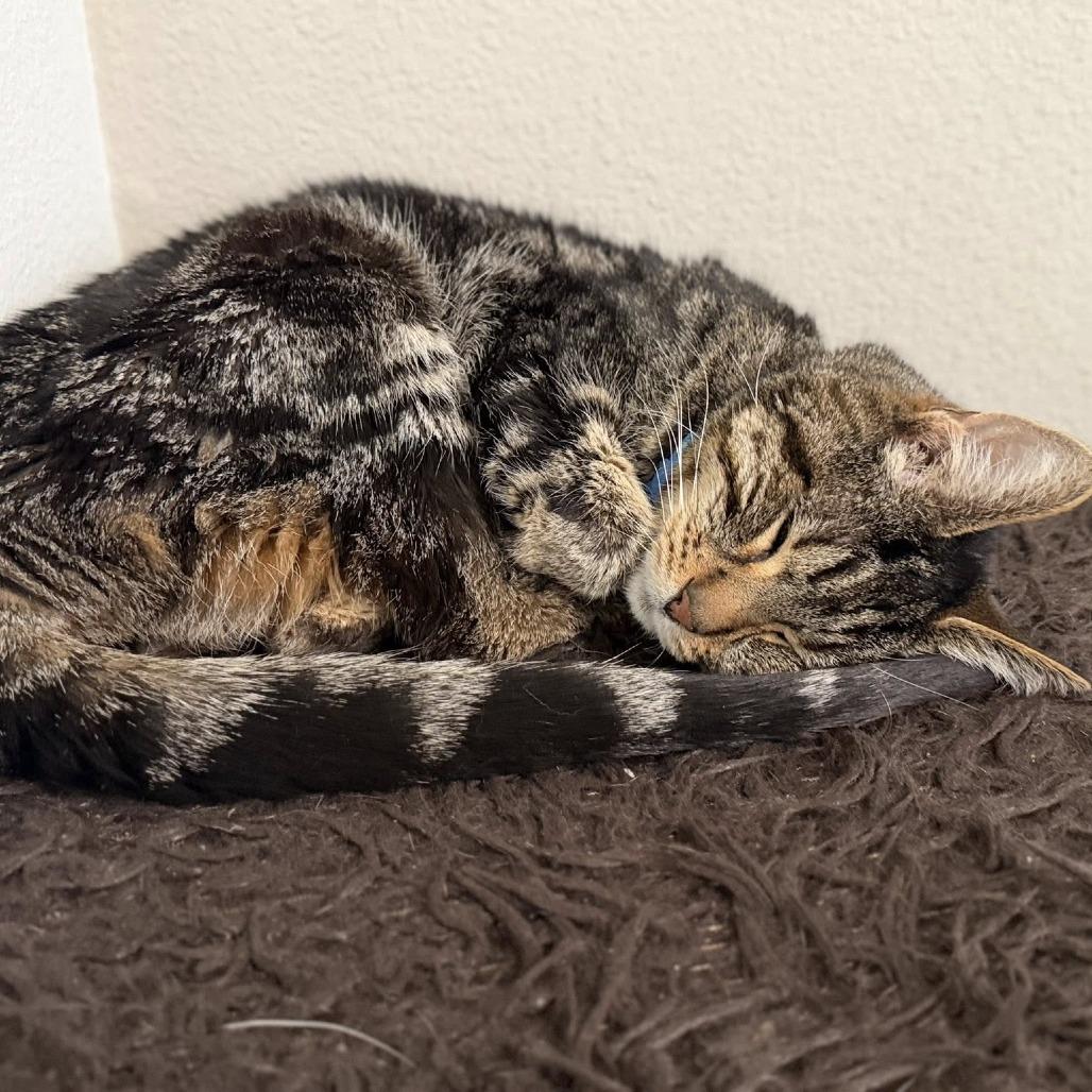 Bruno — thumbnail 5