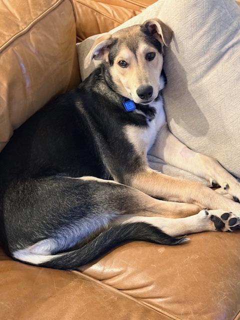 Mystique, a Adoptable mixed breed in Saskatoon, SK image 6/6