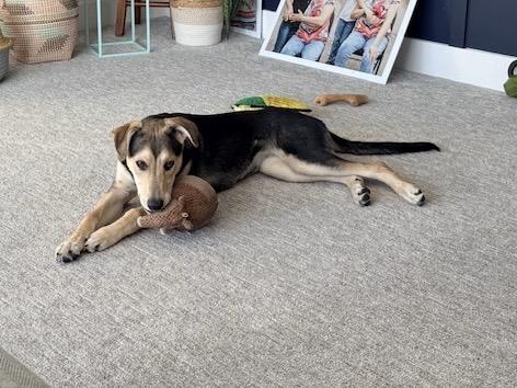 Mystique, a Adoptable mixed breed in Saskatoon, SK image 1/6