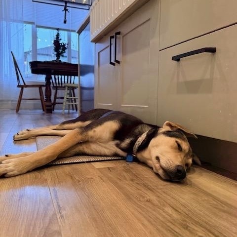 Mystique, a Adoptable mixed breed in Saskatoon, SK image 4/6