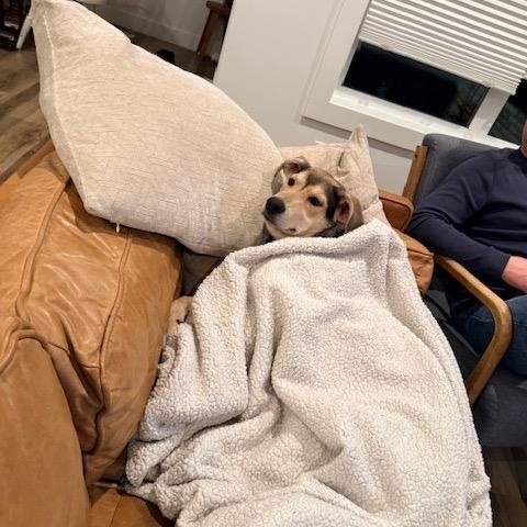 Mystique, a Adoptable mixed breed in Saskatoon, SK image 5/6