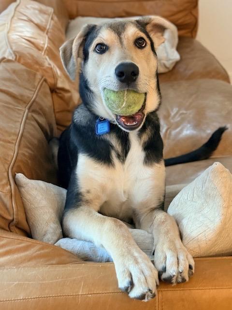 Mystique, a Adoptable mixed breed in Saskatoon, SK image 2/6