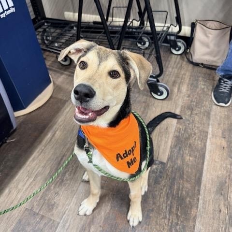 Mystique, a Adoptable mixed breed in Saskatoon, SK image 3/6