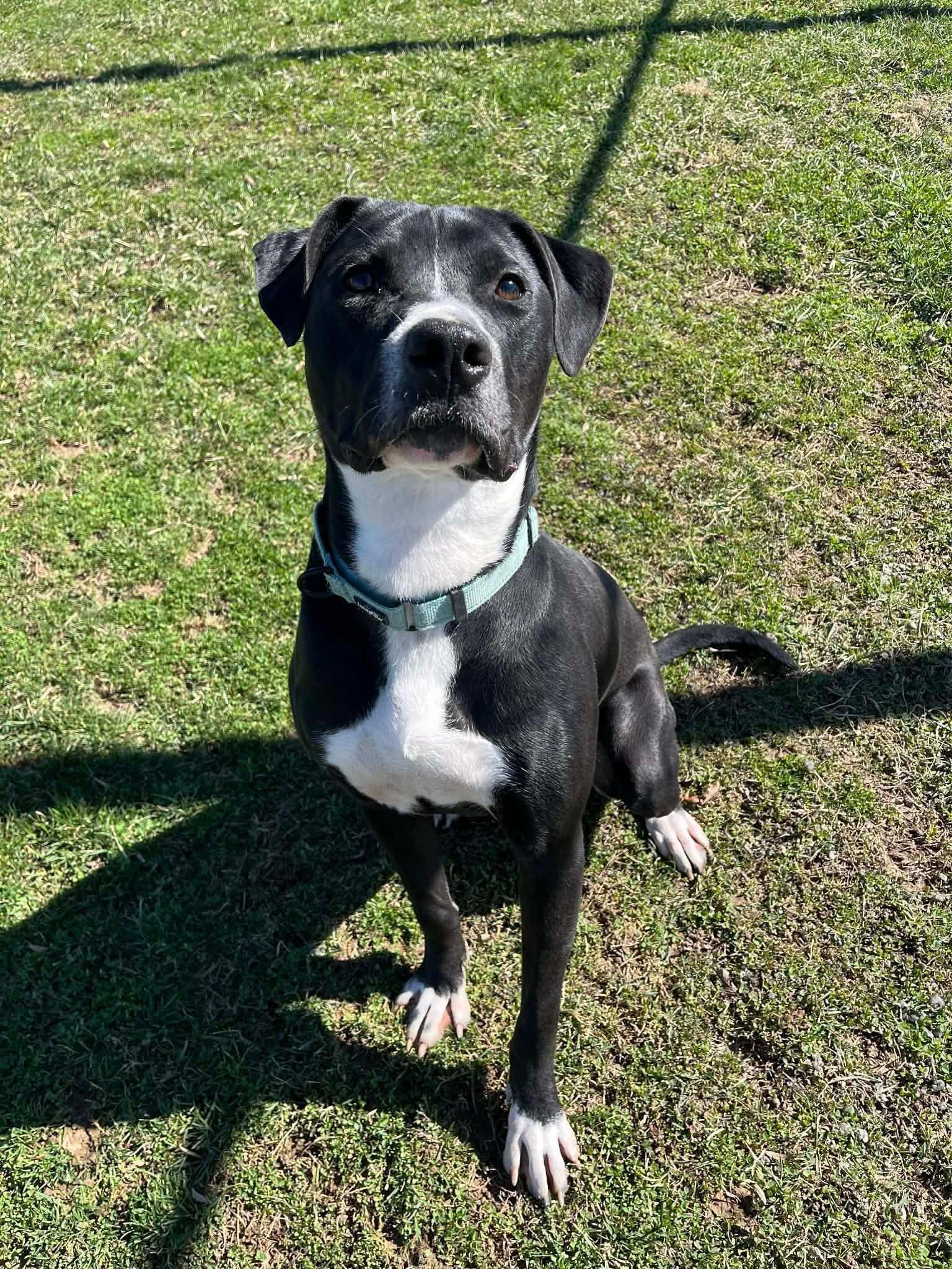 Enlarge Donkey , a ADOPTABLE Terrier in Zanesville, OH image 1/4