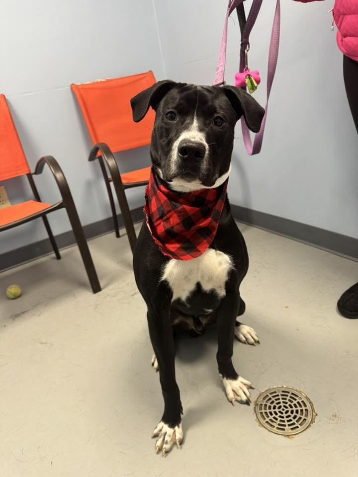 Enlarge Donkey , a ADOPTABLE Terrier in Zanesville, OH image 1/2