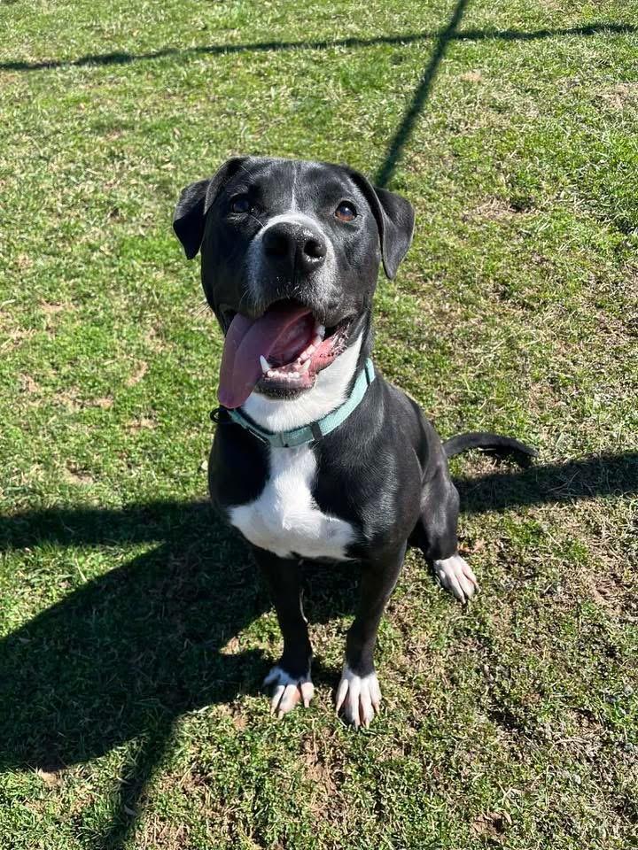 Enlarge Donkey , a ADOPTABLE Terrier in Zanesville, OH image 3/4
