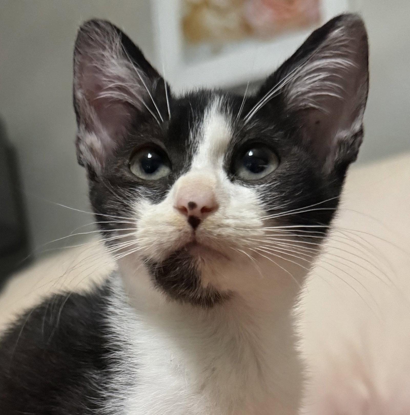 Enlarge Violet, a Adopted American Shorthair in Oakland Park, FL image 1/1