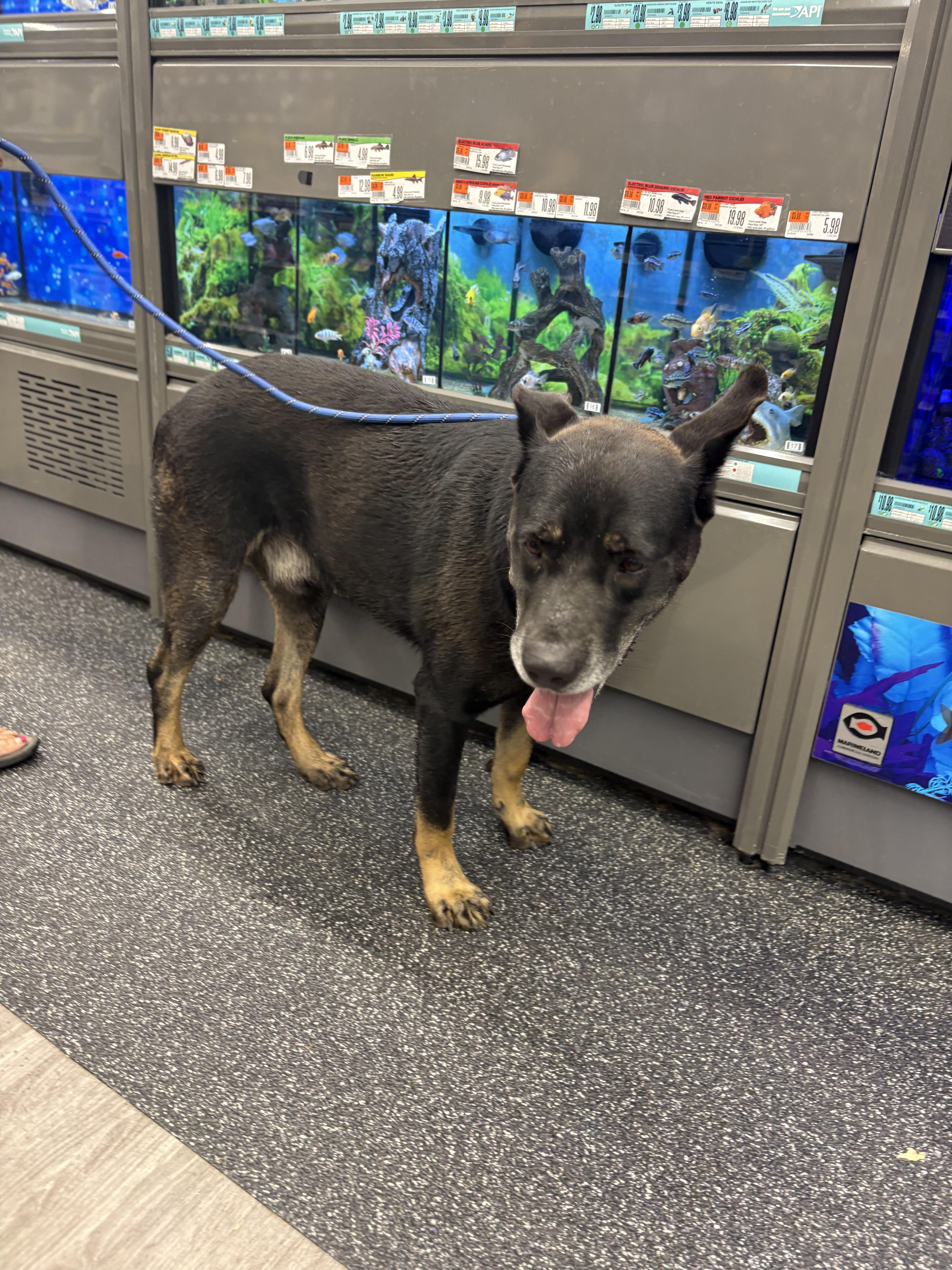 Enlarge Baby Boy, sweet snuggler, a Adoptable mixed breed in Glen Burnie, MD image 5/6