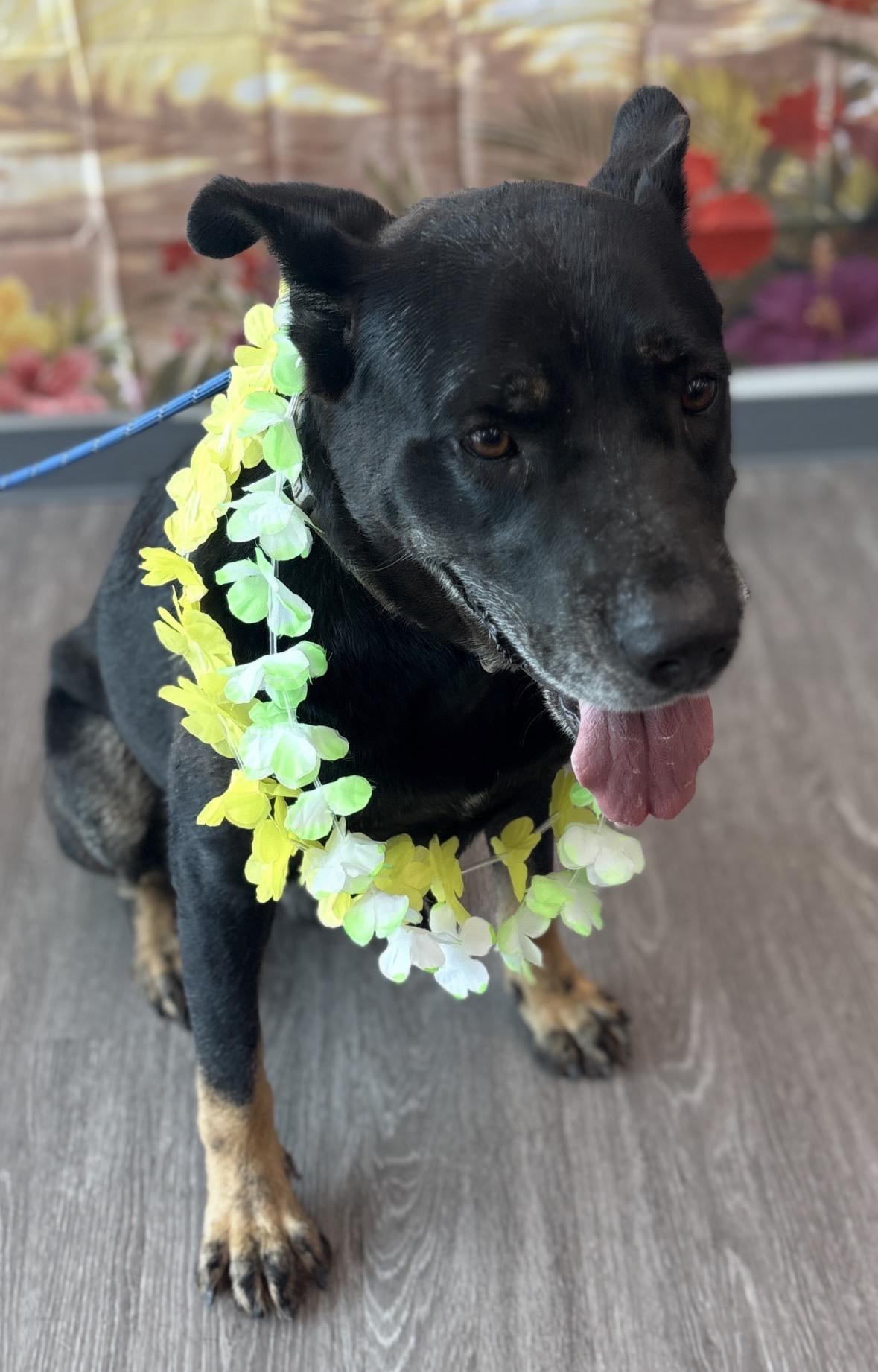 Enlarge Baby Boy, sweet snuggler, a Adoptable mixed breed in Glen Burnie, MD image 4/6