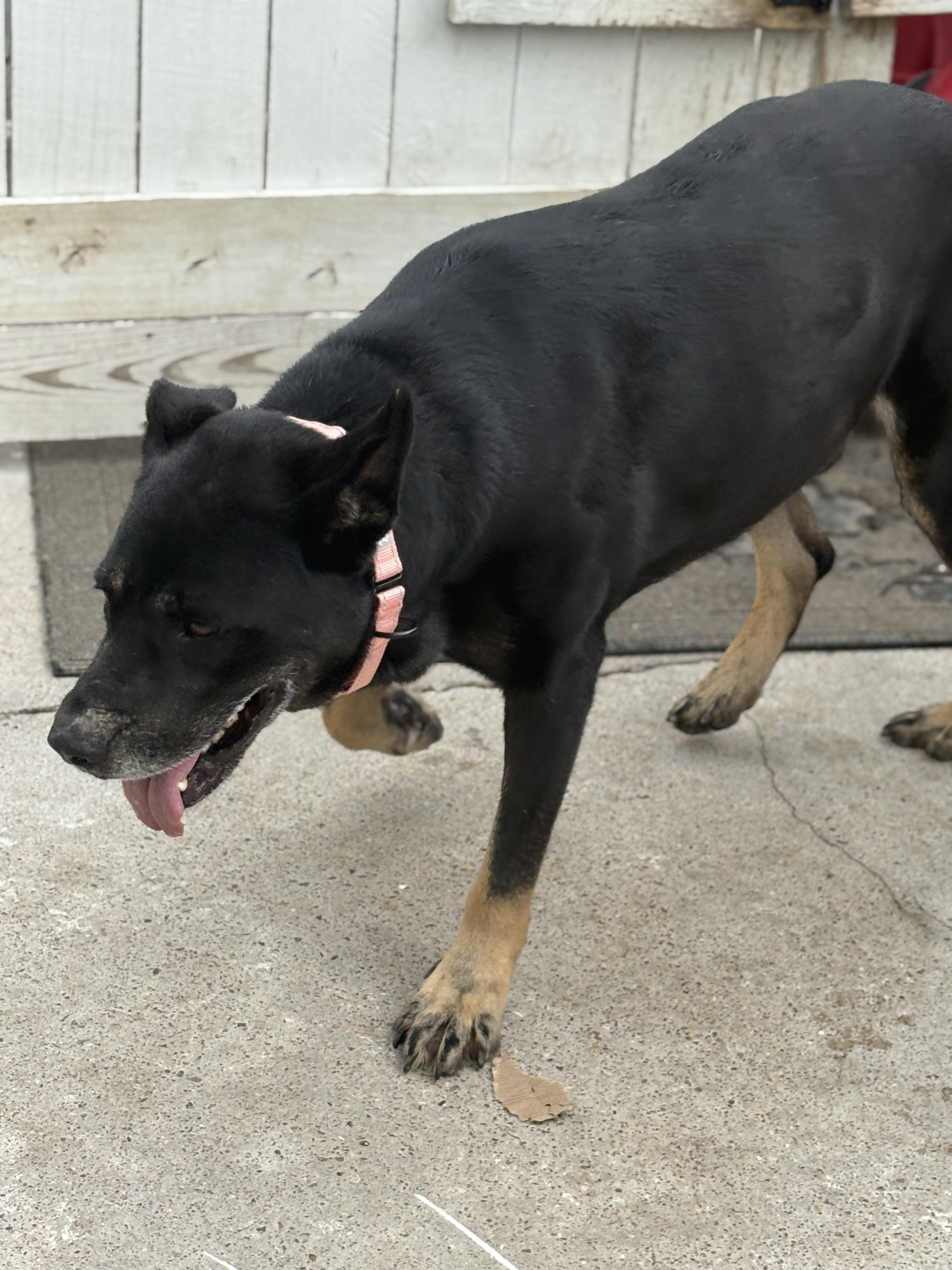Enlarge Baby Boy, sweet snuggler, a Adoptable mixed breed in Glen Burnie, MD image 6/6
