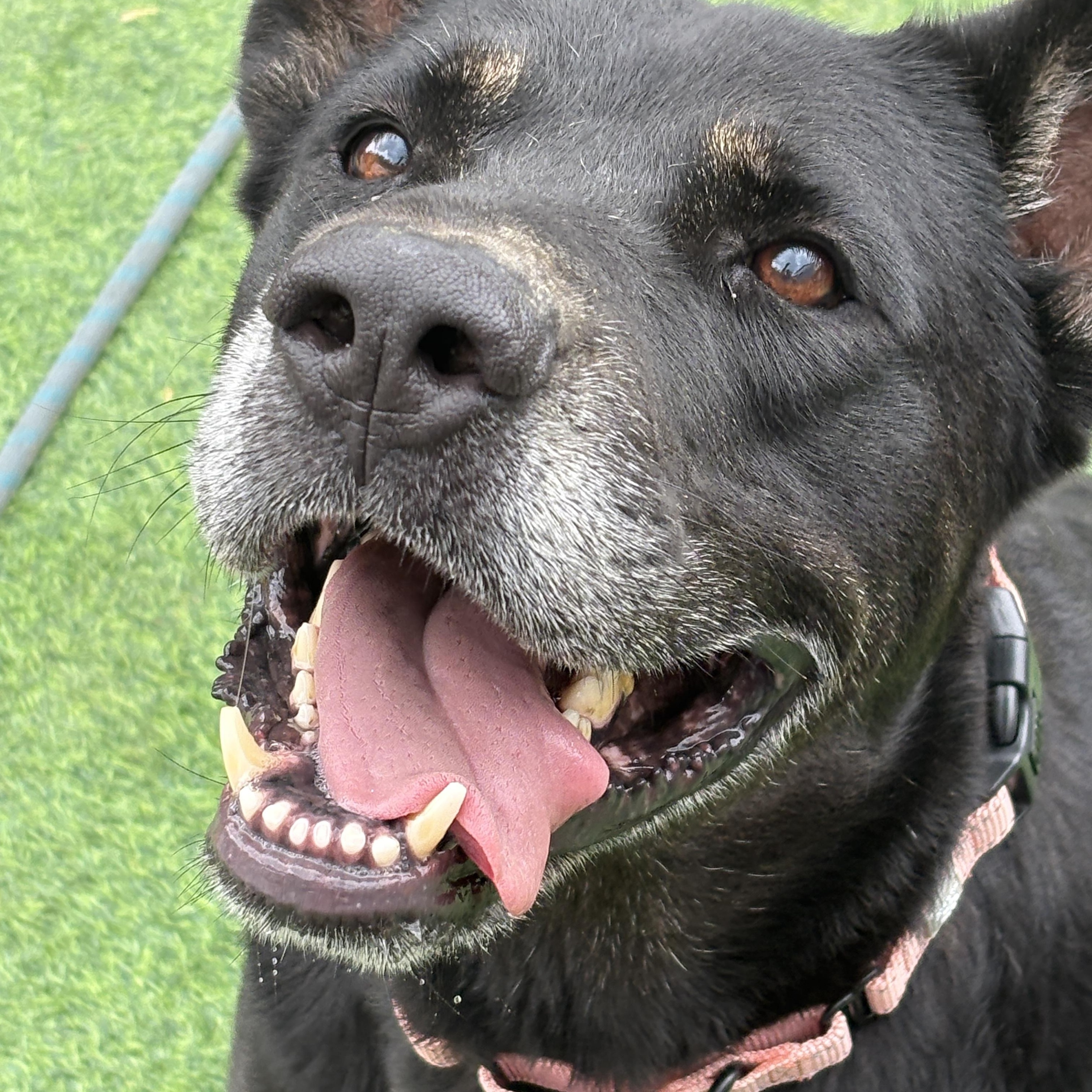 Enlarge Baby Boy, sweet snuggler, a Adoptable mixed breed in Glen Burnie, MD image 3/6