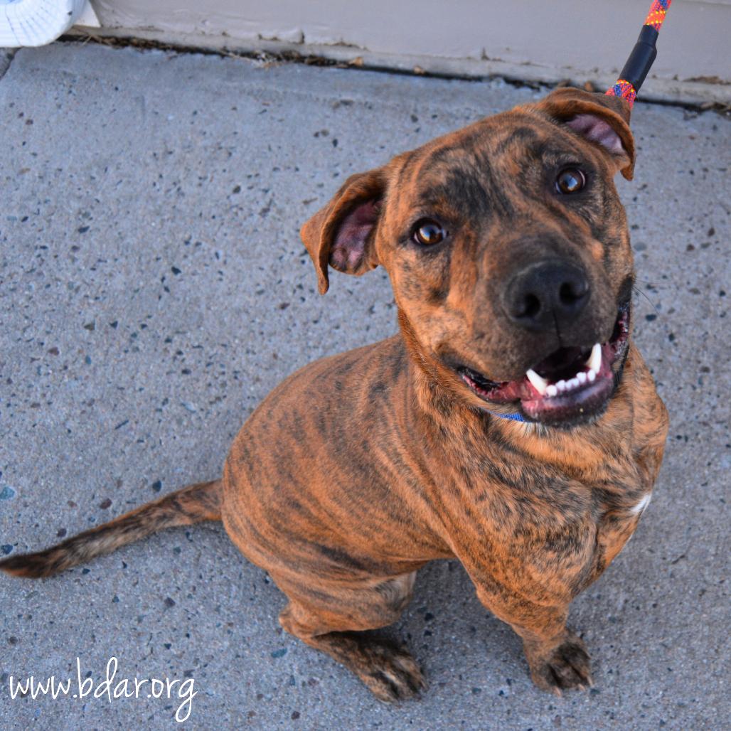 Quincy, Adoptable, Adult Male Pit Bull Terrier & Mixed Breed.