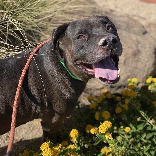 Enlarge SYLVESTER, a Adoptable Pit Bull Terrier in Phoenix, AZ image 1/1