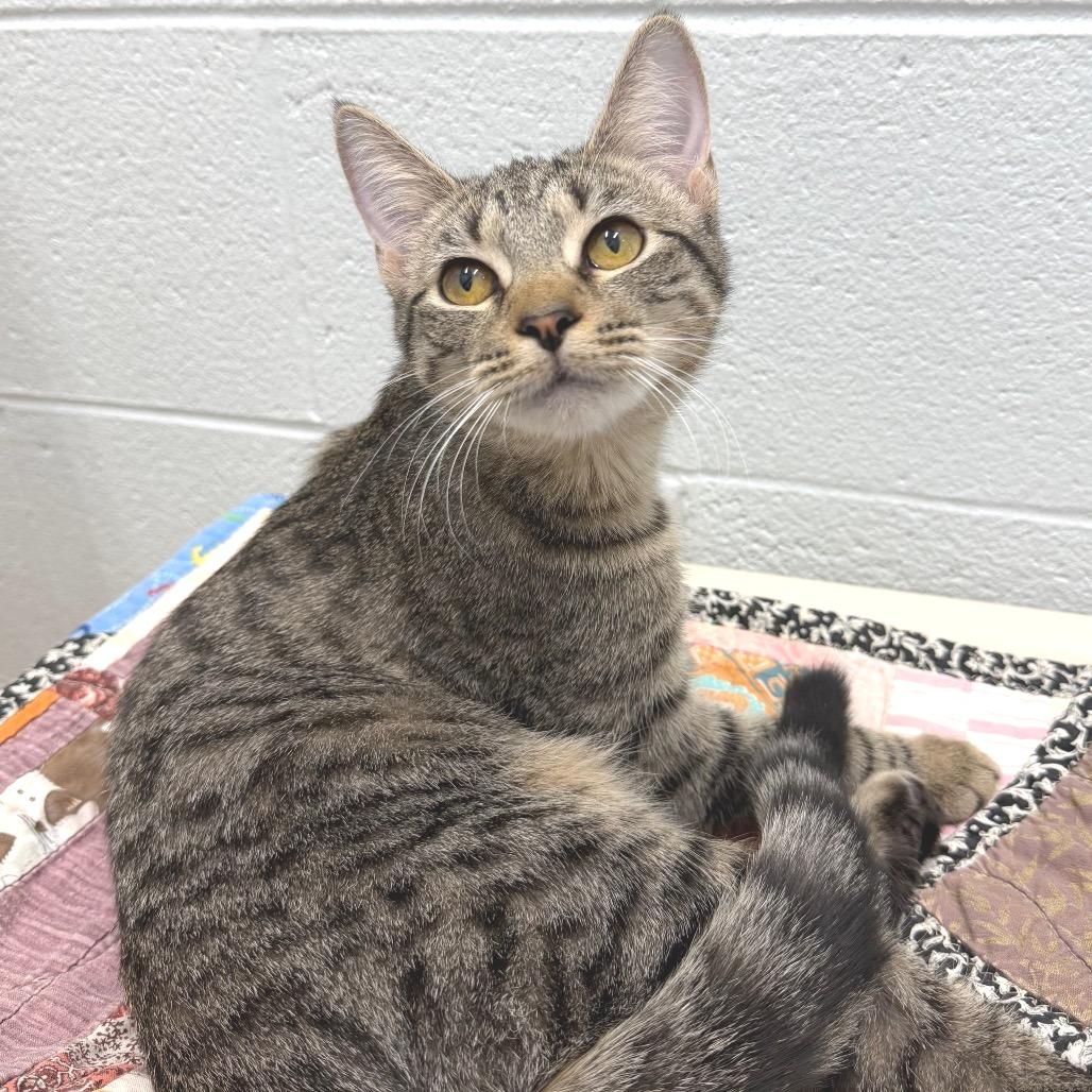 Enlarge Zebra Cake, a Adoptable Domestic Short Hair in Marshall, VA image 1/5