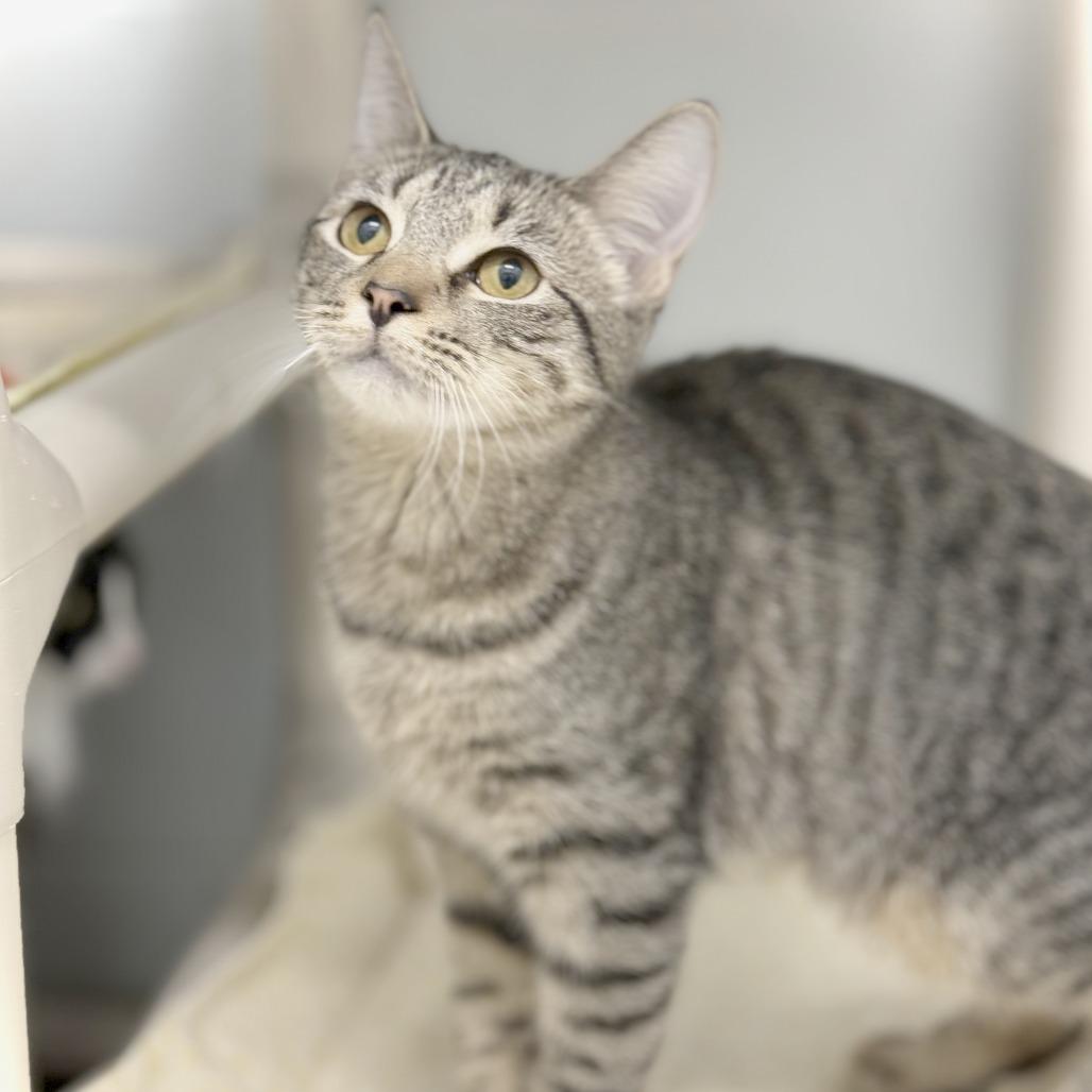 Enlarge Zebra Cake, a Adoptable Domestic Short Hair in Marshall, VA image 2/5