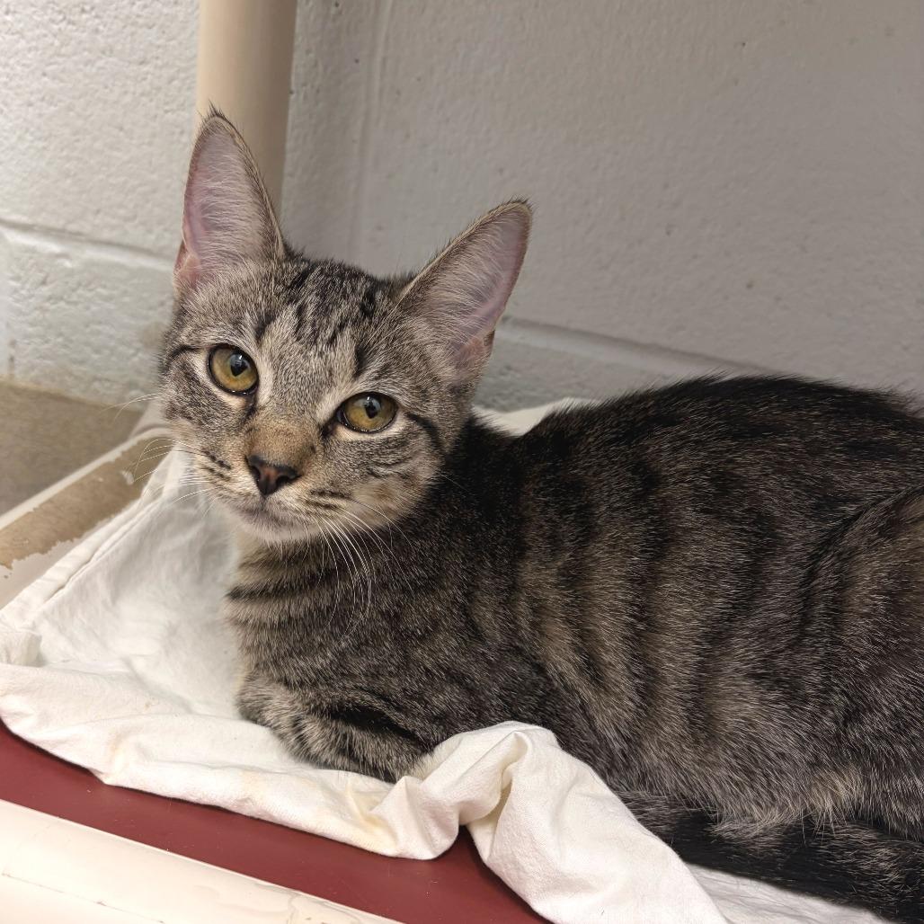 Enlarge Zebra Cake, a Adoptable Domestic Short Hair in Marshall, VA image 3/5