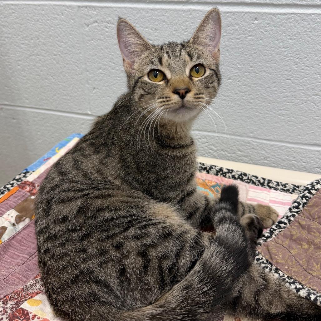 Enlarge Zebra Cake, a Adoptable Domestic Short Hair in Marshall, VA image 4/5