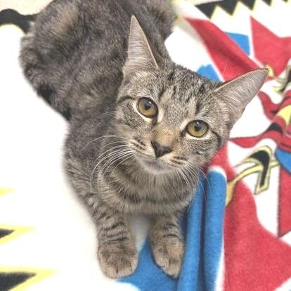 Enlarge Zebra Cake, a Adoptable Domestic Short Hair in Marshall, VA image 5/5