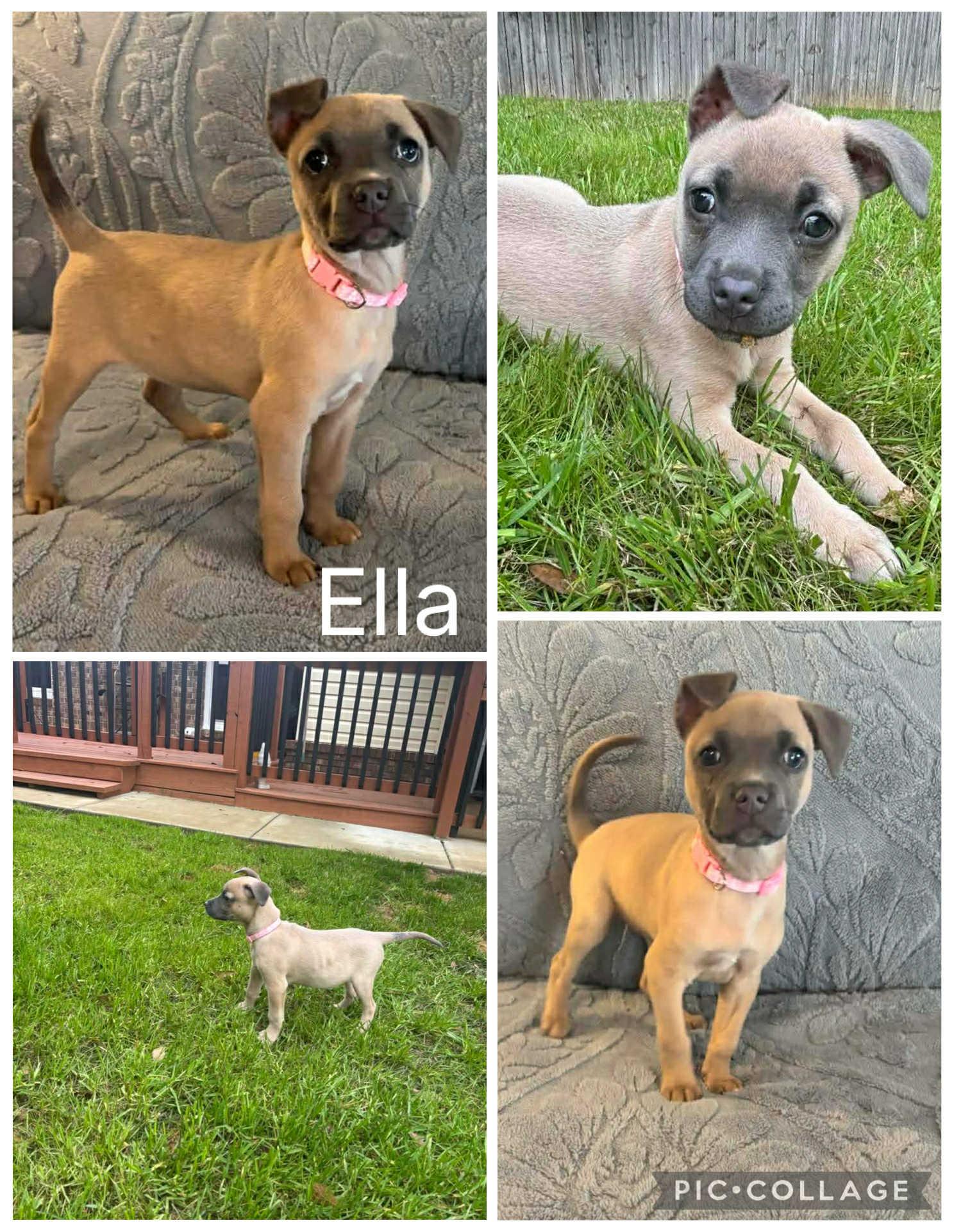 Ella, ADOPTABLE, Puppy Female Labrador Retriever.