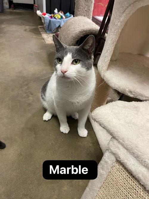 Marble, adopted, Young Male Domestic Short Hair.
