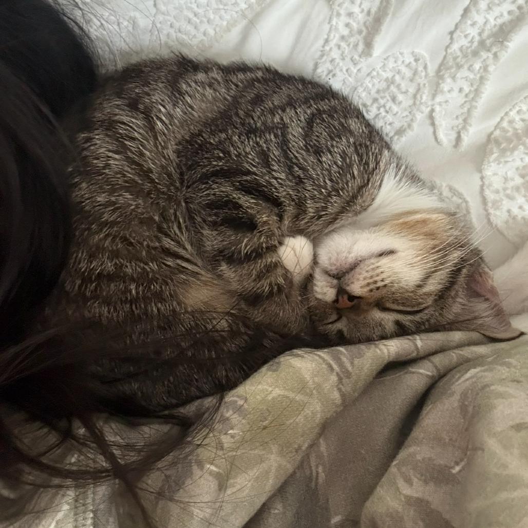 Biscuit, Adoptable, Young Female Domestic Short Hair.