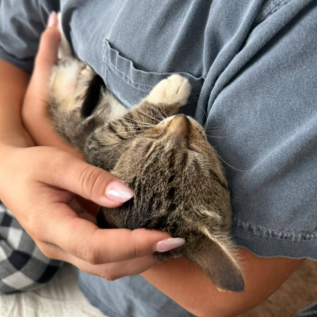 Biscuit, a Adoptable Domestic Short Hair in Harrisonburg, VA image 3/6
