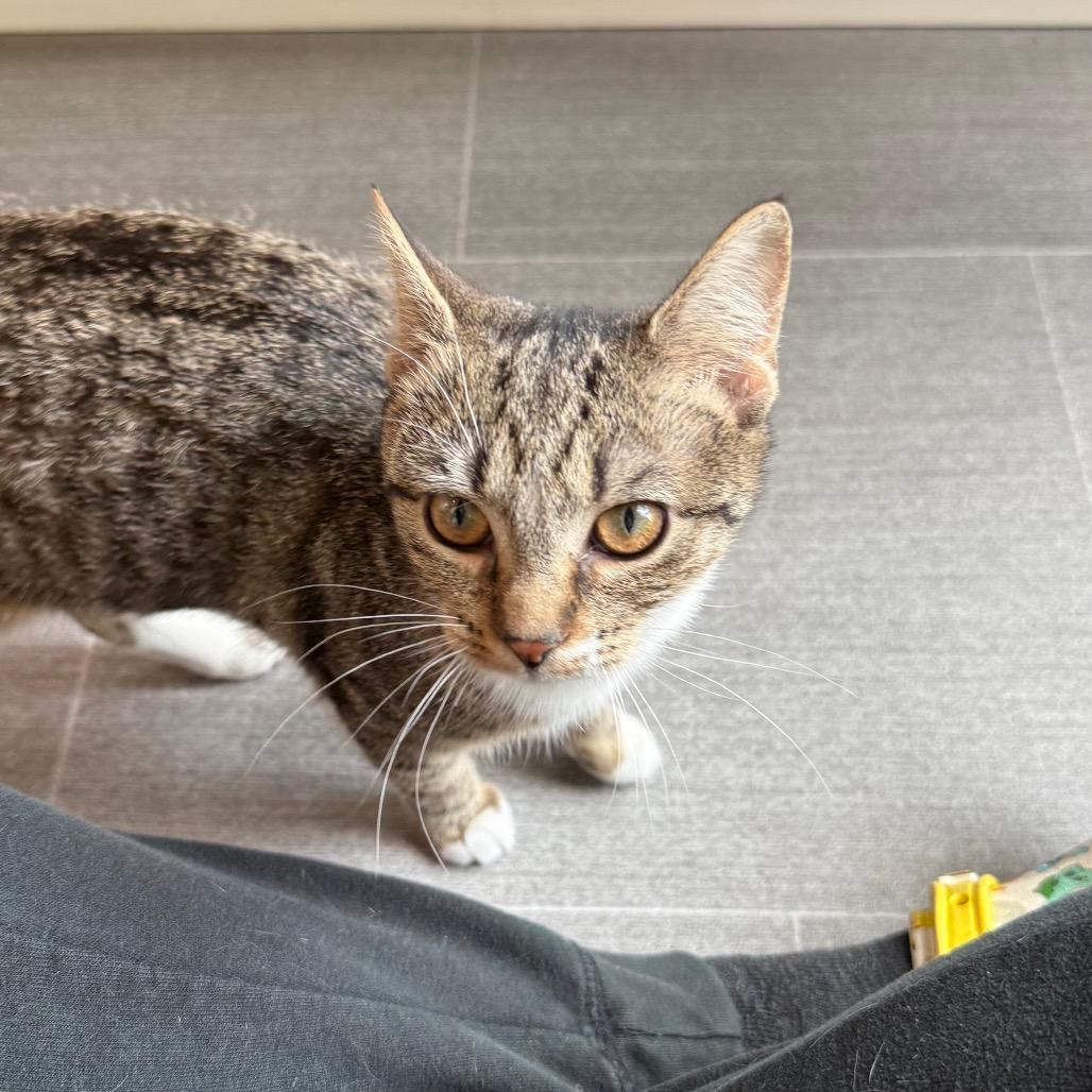 Biscuit, a Adoptable Domestic Short Hair in Harrisonburg, VA image 4/6