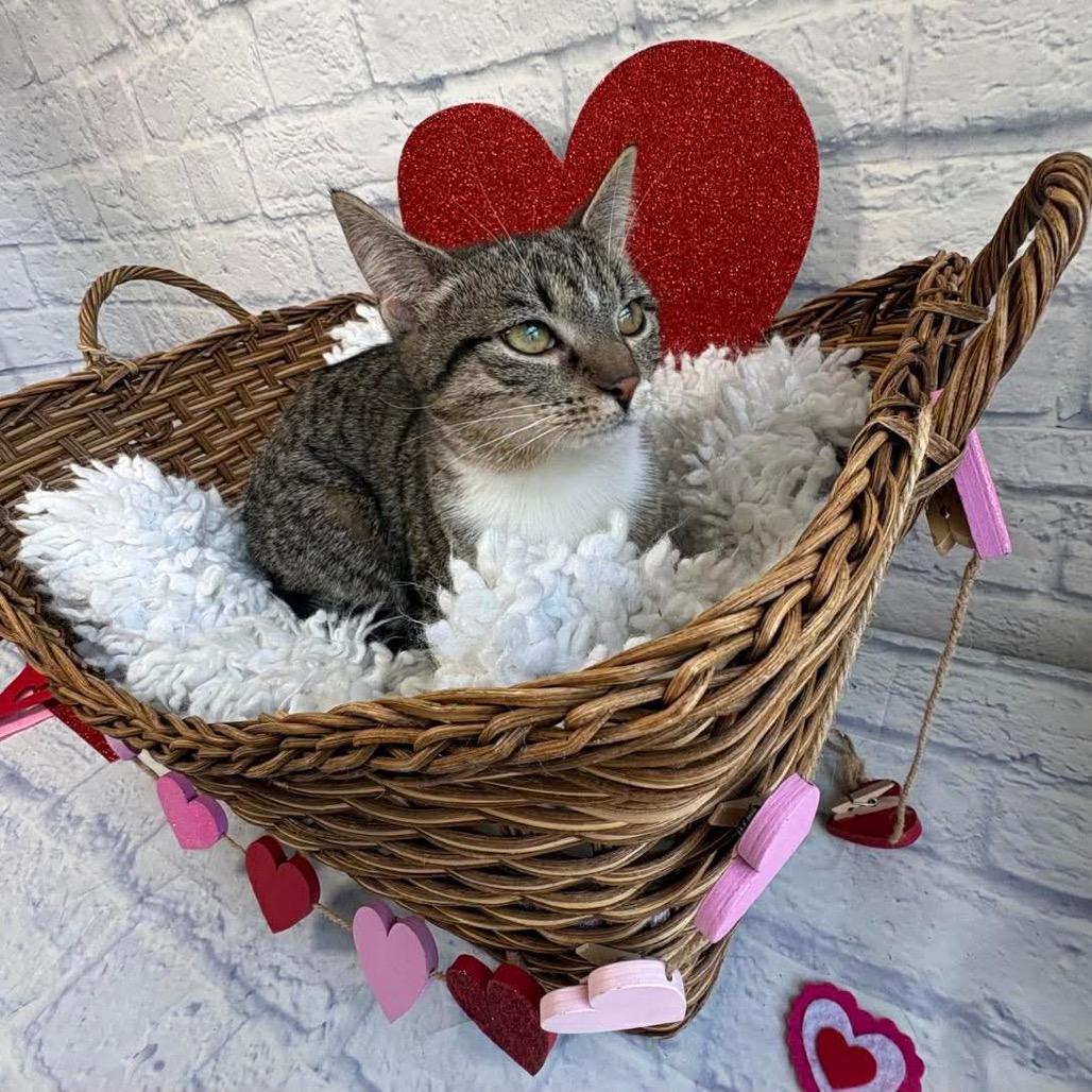 Biscuit, a Adoptable Domestic Short Hair in Harrisonburg, VA image 5/6