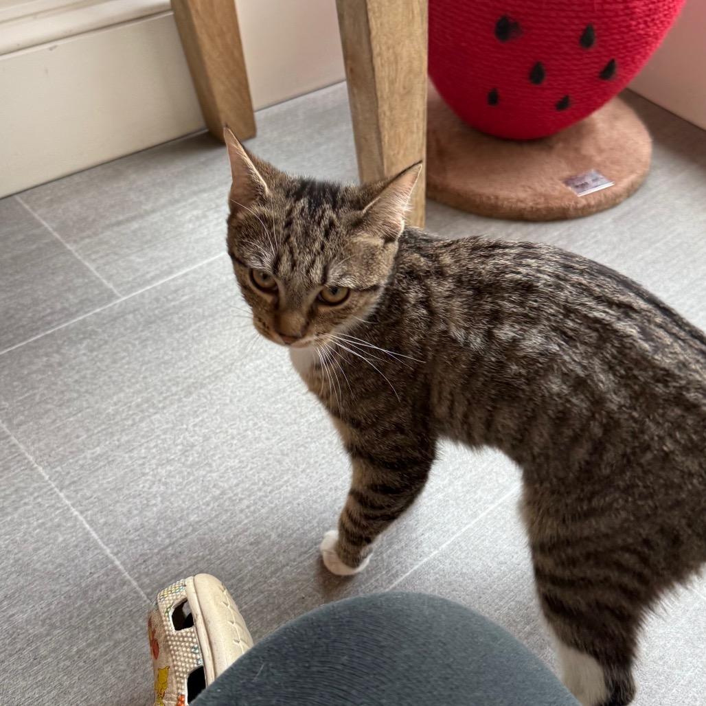 Biscuit, a Adoptable Domestic Short Hair in Harrisonburg, VA image 6/6