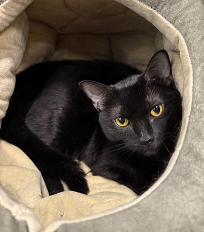 Luna, a Adoptable Domestic Short Hair in Sanford, FL image 1/3