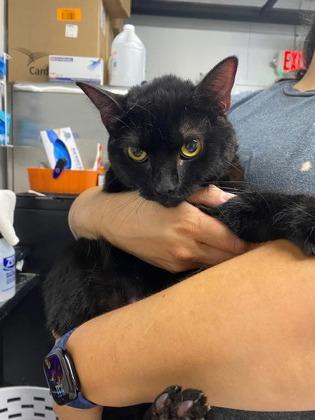 Luna, Adoptable, Adult Female Domestic Short Hair & Domestic Short Hair.