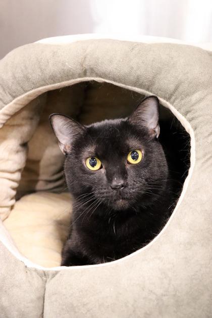 Luna, a Adoptable Domestic Short Hair in Sanford, FL image 3/3