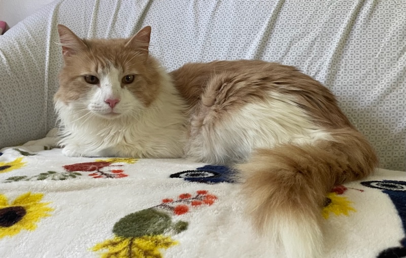 Manny, Adopted, Adult Male Domestic Long Hair.