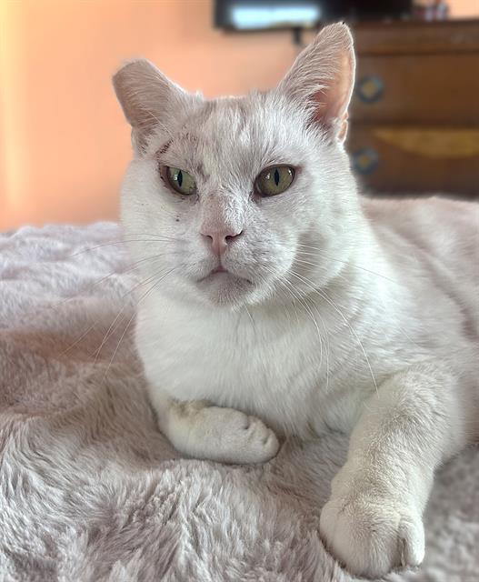 SAMSON, Adoptable, Adult Male Domestic Short Hair.