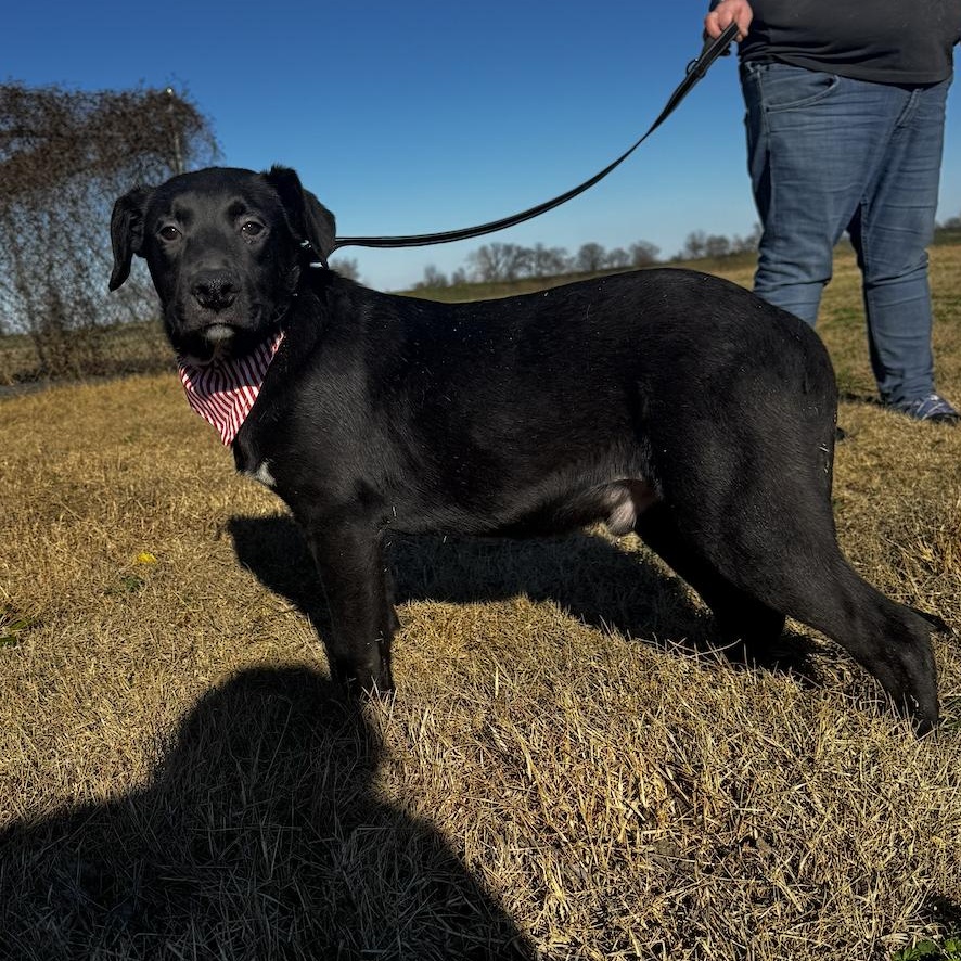 Enlarge Reggie, a Adoptable mixed breed in Cedarburg, WI image 4/6