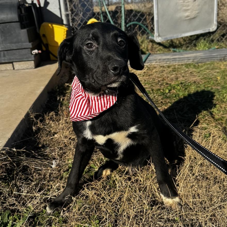 Reggie, Adoptable, Puppy Male Labrador Retriever.