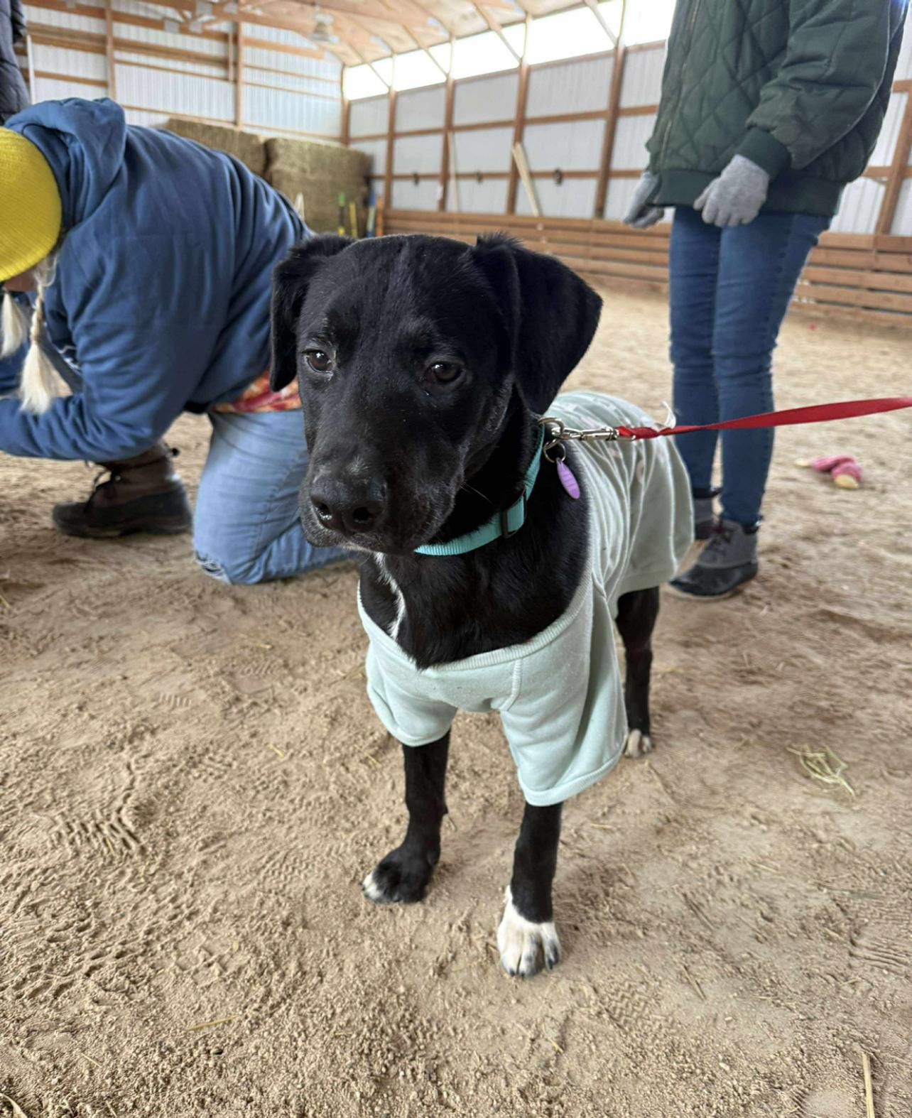 Enlarge Reggie, a Adoptable mixed breed in Cedarburg, WI image 6/6