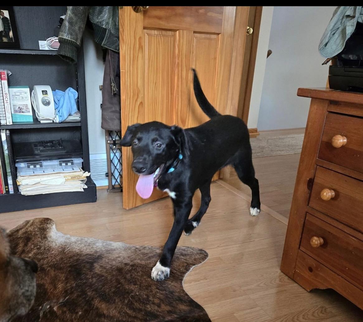 Enlarge Reggie, a Adoptable mixed breed in Cedarburg, WI image 5/6