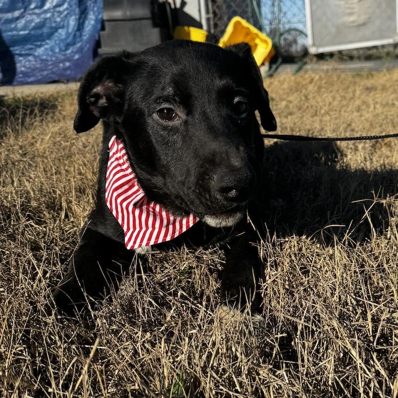 Enlarge Reggie, a Adoptable mixed breed in Cedarburg, WI image 2/6
