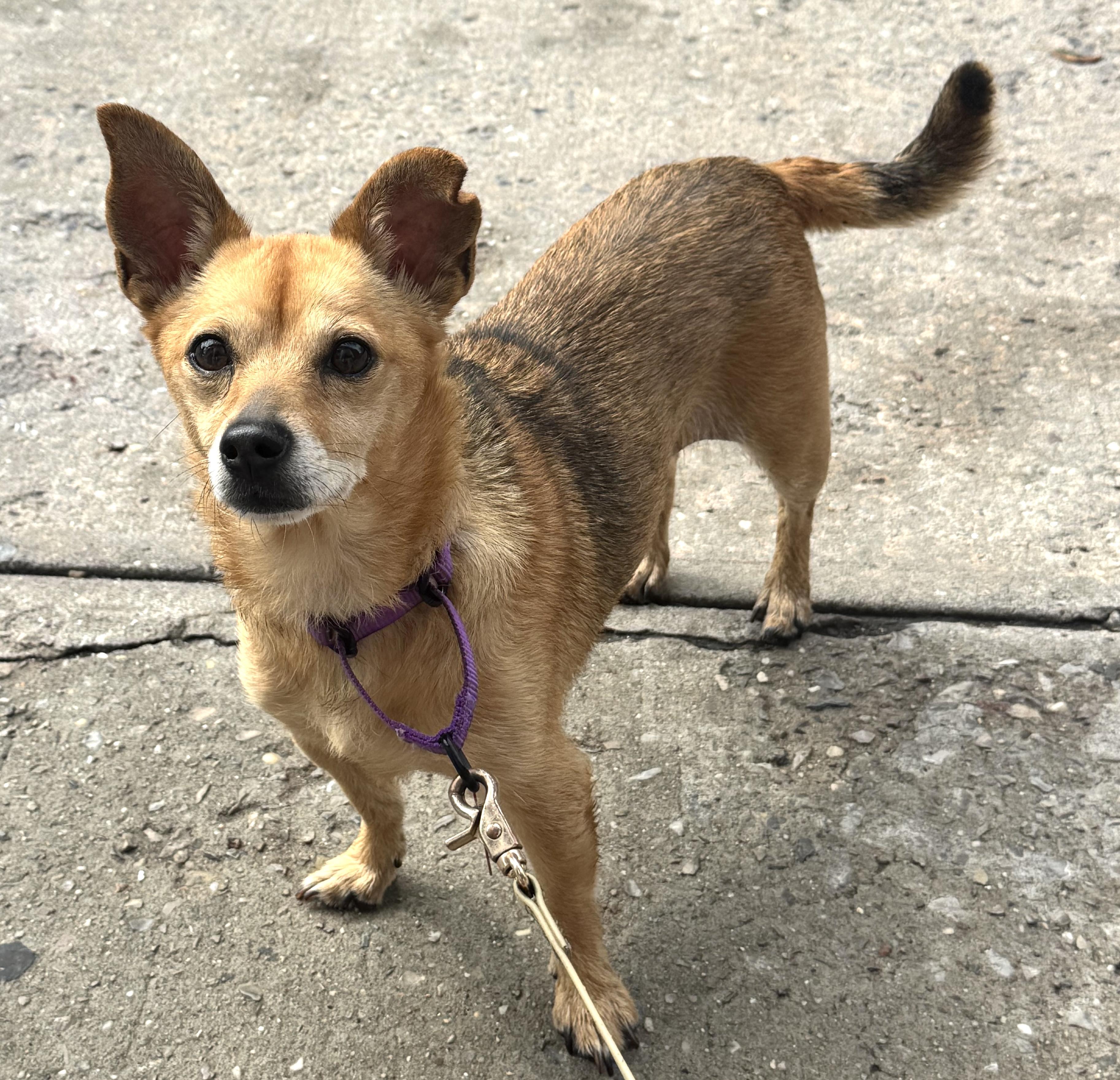 Enlarge Missy, a Adoptable mixed breed in Brooklyn, NY image 6/6