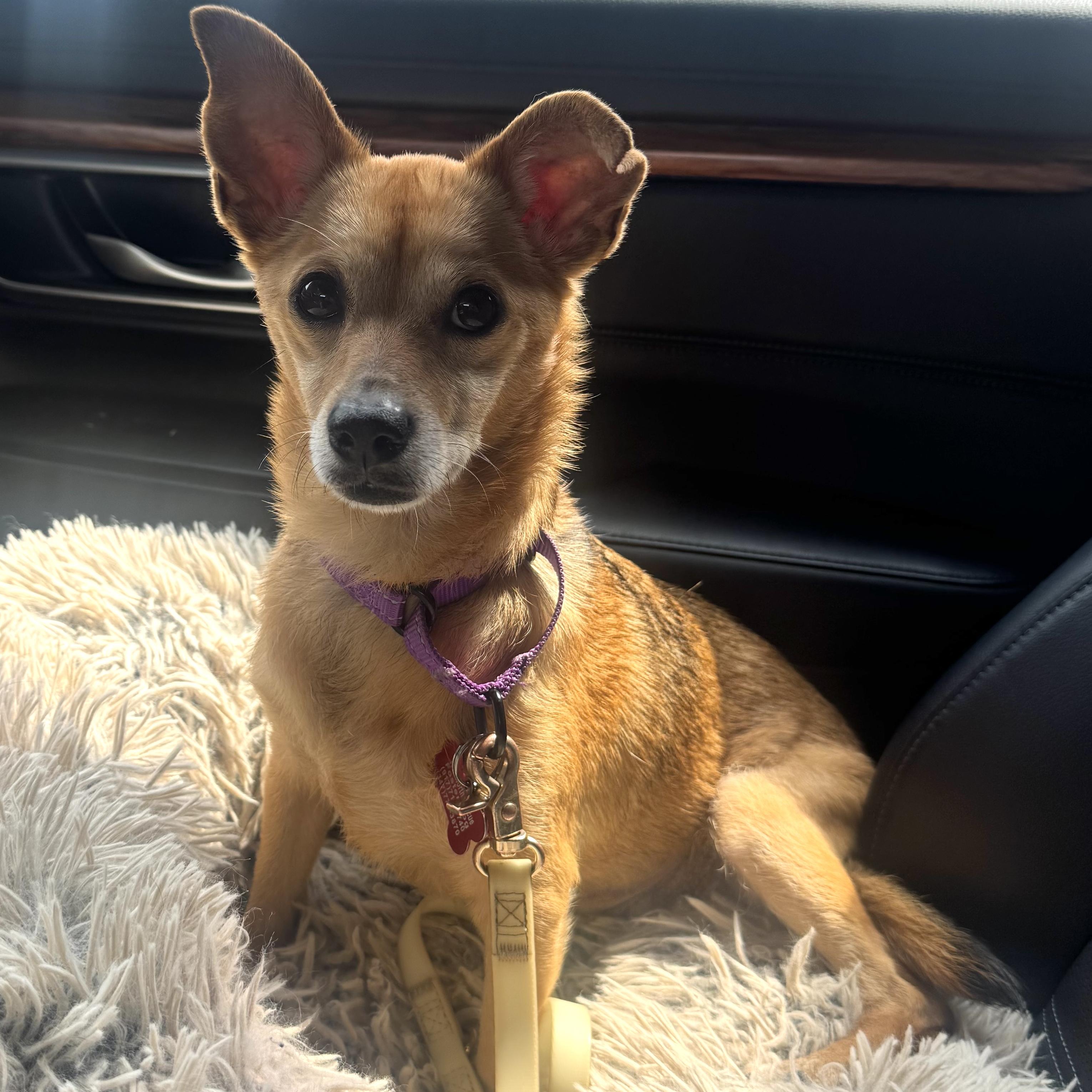Enlarge Missy, a Adoptable mixed breed in Brooklyn, NY image 2/6