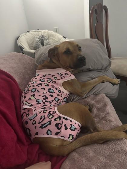 Rooby, ADOPTABLE, Adult Female Mixed Breed.