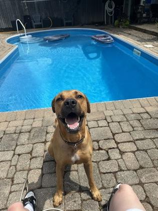 Enlarge Rooby, a ADOPTABLE mixed breed in Toronto, ON image 2/3